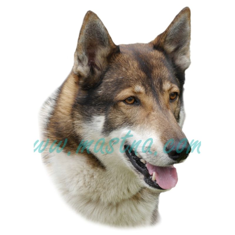 Západosibiřská lajka, samolepka oboustranná 268