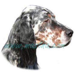 Anglický setr, samolepka oboustranná 518