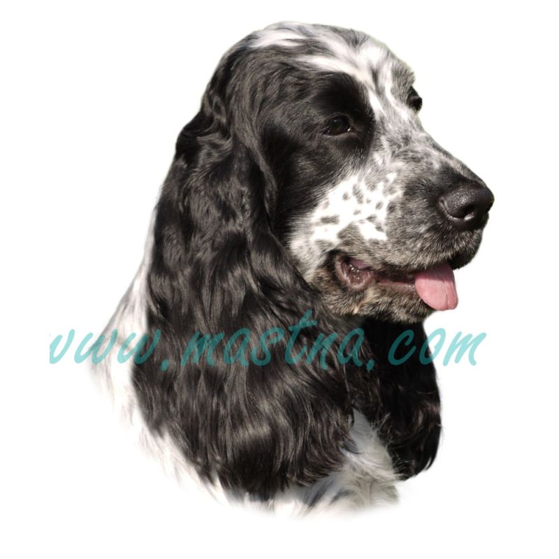 Kokršpaněl bělouš, samolepka oboustranná 331