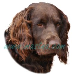 Křepelák německý, samolepka oboustranná 352