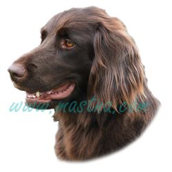 Ohař německý dlouhosrstý, samolepka oboustranná 501