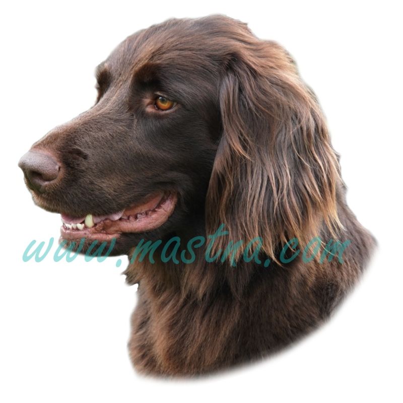 Ohař německý dlouhosrstý, samolepka oboustranná 501