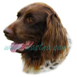 Ohař německý dlouhosrstý, samolepka oboustranná 502