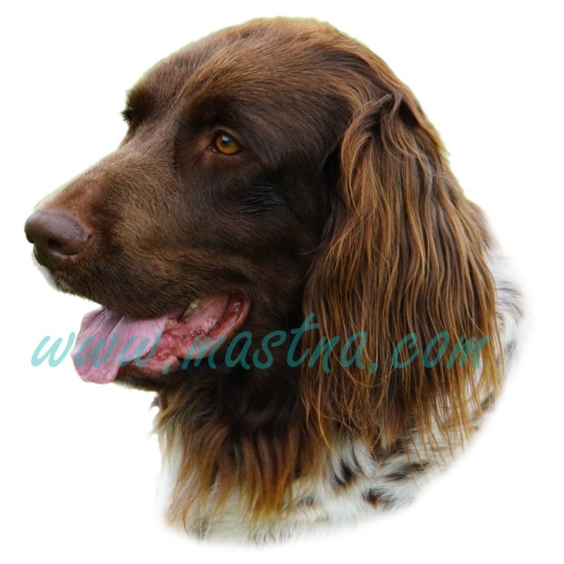 Ohař německý dlouhosrstý, samolepka oboustranná 502