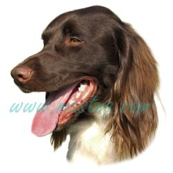 Ohař münsterlandský, německý dlouhosrstý, samolepka oboustranná 613