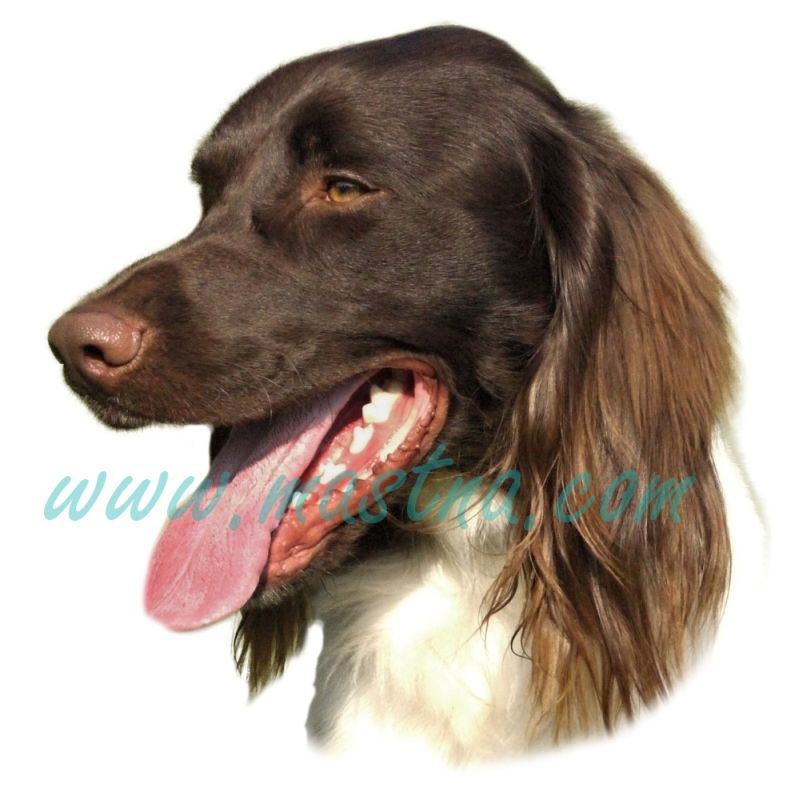 Ohař münsterlandský, německý dlouhosrstý, samolepka oboustranná 613