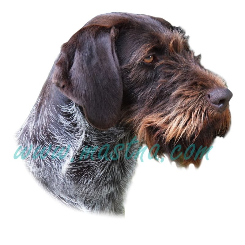 Ohař německý drátosrstý, fousek, samolepka oboustranná 517