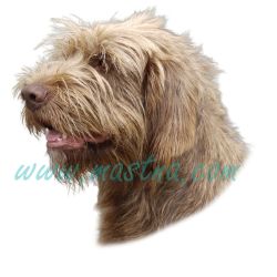 Pudlpointr, pudelpointer, samolepka oboustranná 614