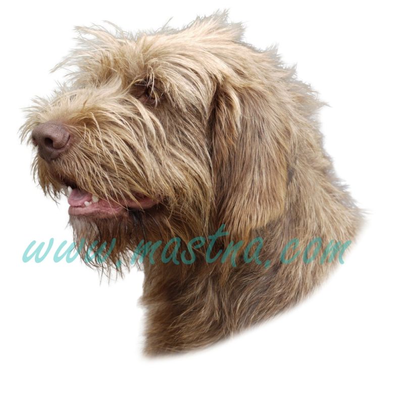 Pudlpointr, pudelpointer, samolepka oboustranná 614