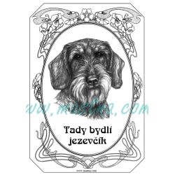 Cedulka jezevčík drsnosrstý