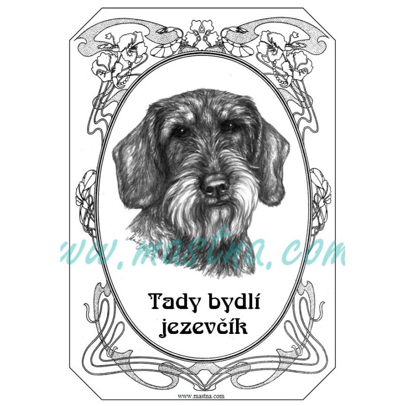 Cedulka jezevčík drsnosrstý