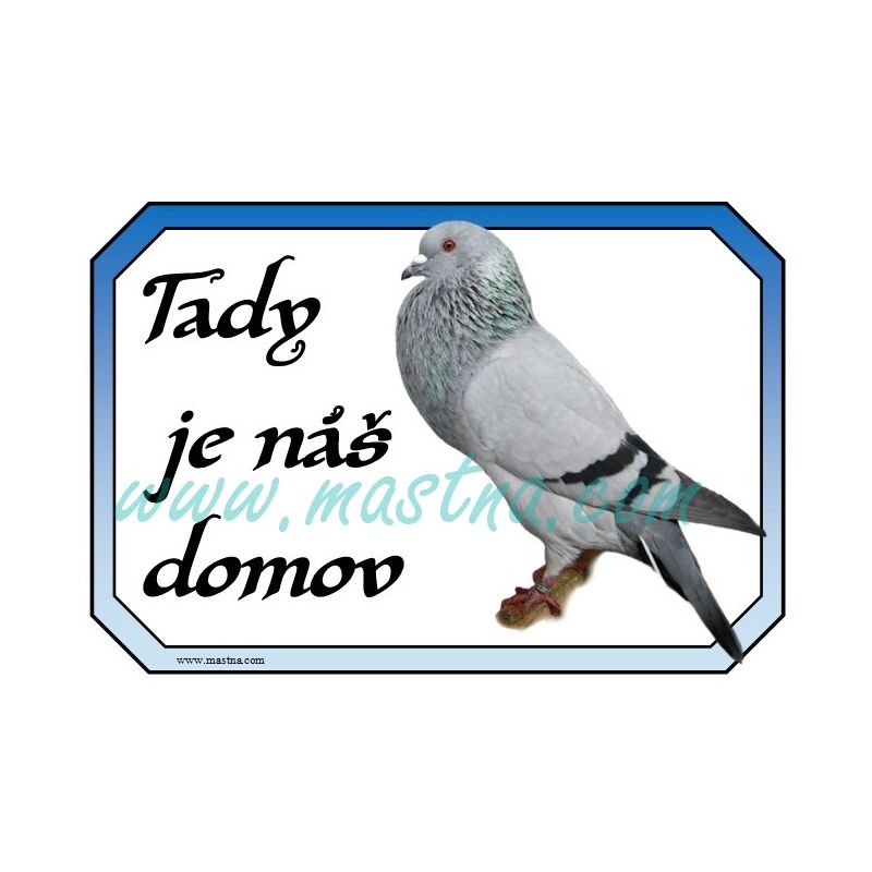 Cedulka holub moravský morák, voláč, domov