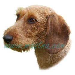 Jezevčík drsnosrstý plavý, samolepka oboustranná 474