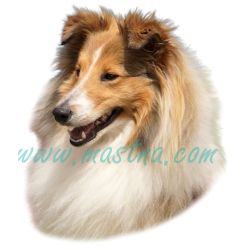 Šeltie, sheltie, samolepka oboustranná 16