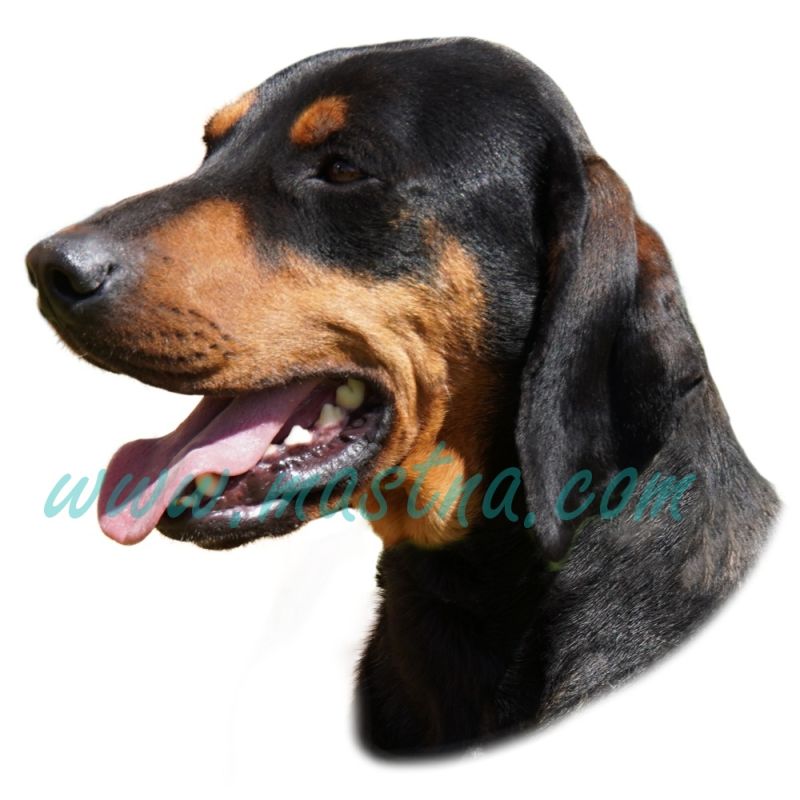 Rakouský honič, brandlbraka, brakýř, samolepka oboustranná 565