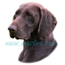 Německý krátkosrstý ohař, samolepka oboustranná 618