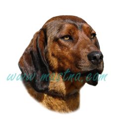 Alpský jezevčíkovitý brakýř, honič, braka, samolepka oboustranná 282