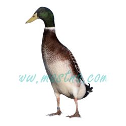 Kachna indický běžec, kačer, samolepka oboustranná, drůbež