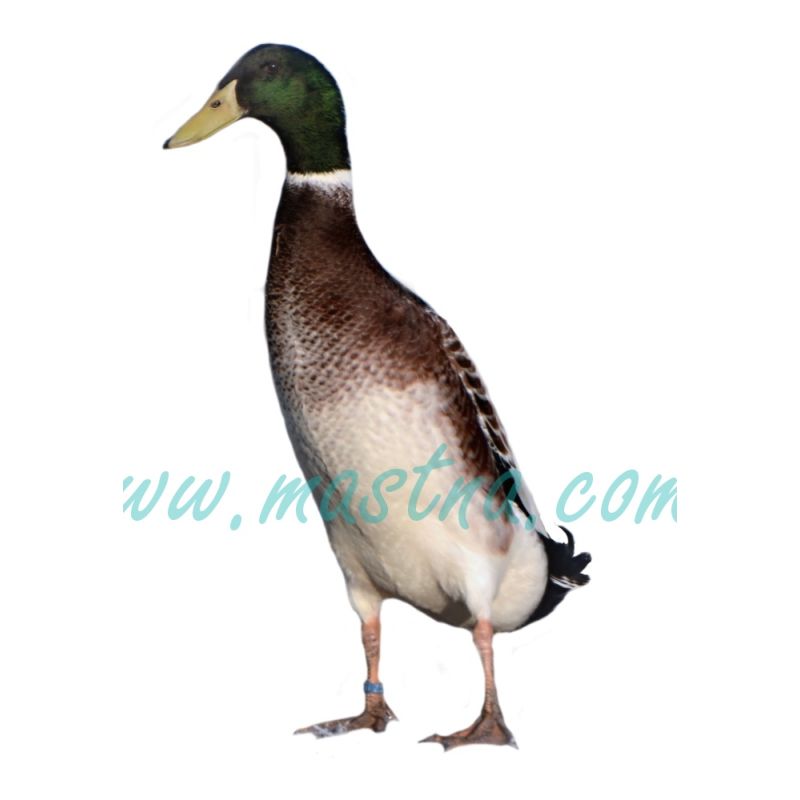 Kachna indický běžec, kačer, samolepka oboustranná, drůbež