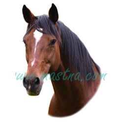 Anglický plnokrevník Amigo, samolepka koně