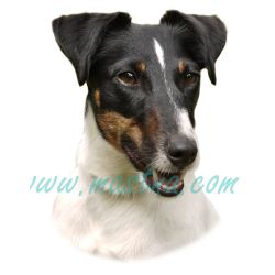 Samolepka foxteriér 217