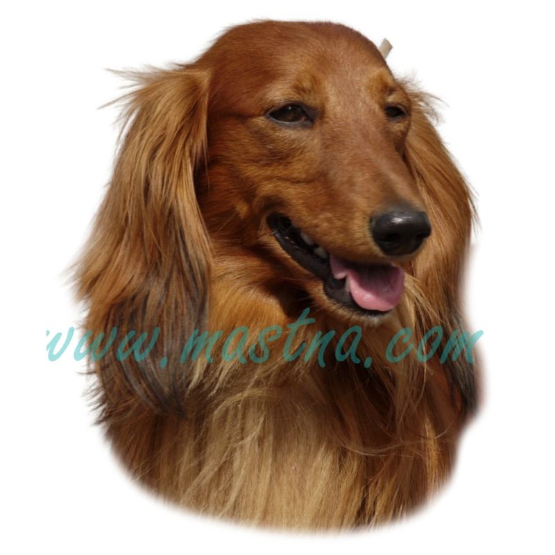 Samolepka jezevčík dlouhosrstý 234