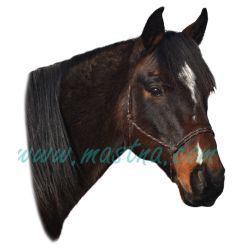 Anglický plnokrevník Aladin, samolepka koně