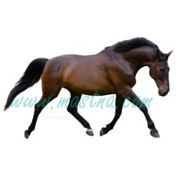 Teplokrevník Kolt, samolepka koně