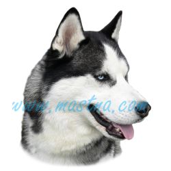 Samolepka sibiřský husky 243