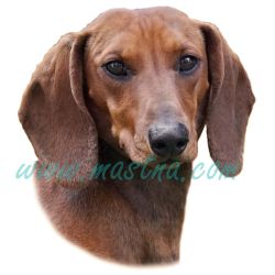 Karelský medvědí pes, samolepka oboustranná 270