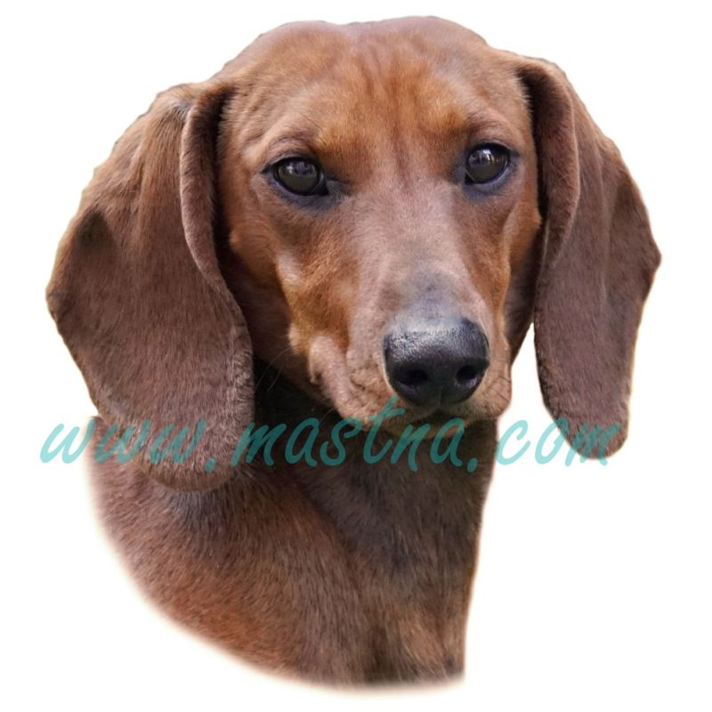 Karelský medvědí pes, samolepka oboustranná 270