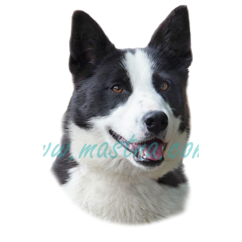 Karelský medvědí pes, samolepka oboustranná 270