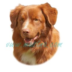Kanadský retrívr, toller, Nova Scotia duck tolling, samolepka oboustranná 348