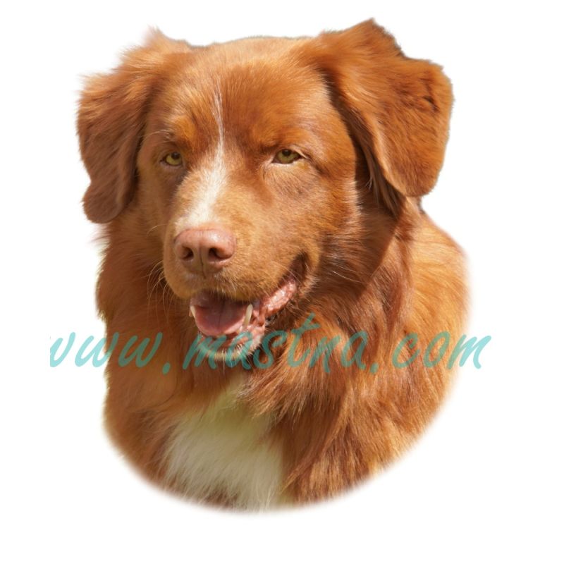 Kanadský retrívr, toller, Nova Scotia duck tolling, samolepka oboustranná 348