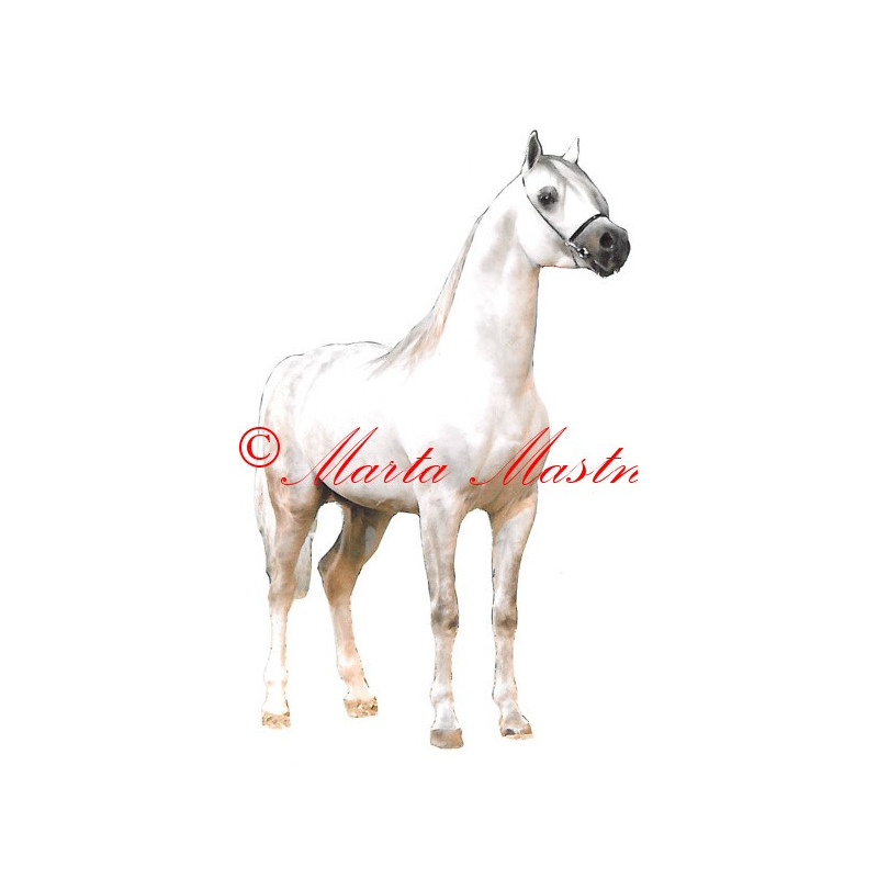 Samolepka kůň arabský plnokrevník