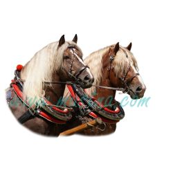 Norici, chladnokrevníci, samolepka koně, hlavy