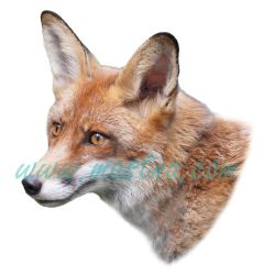 Liška, samolepka oboustranná