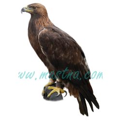 Orel skalní, oboustranná samolepka