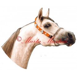 Samolepka arabský plnokrevník, kůň, koně - archiv