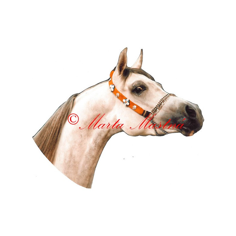 Samolepka kůň arabský plnokrevník
