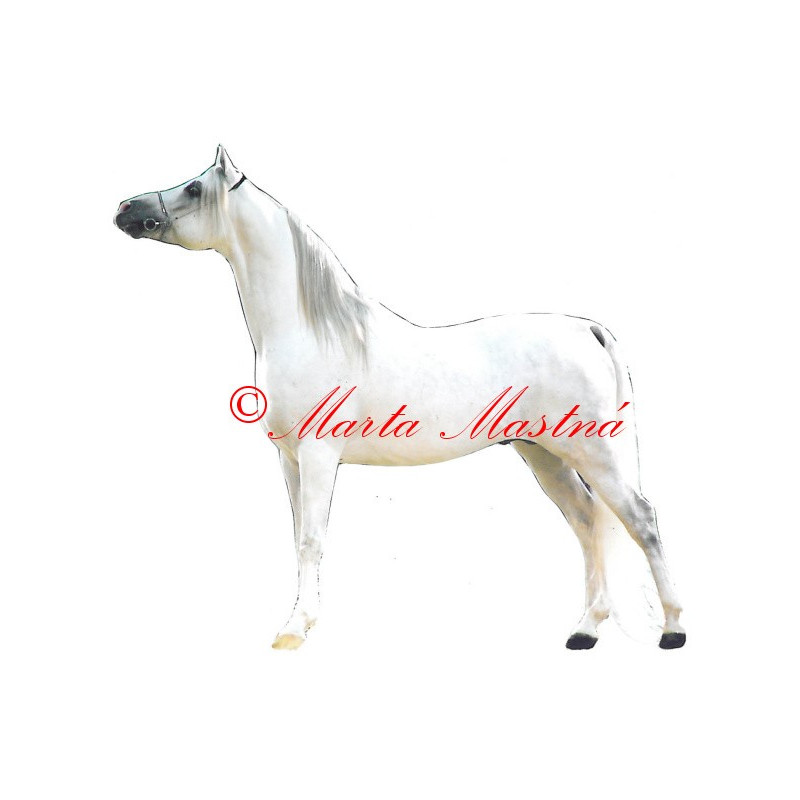 Samolepka kůň arabský plnokrevník