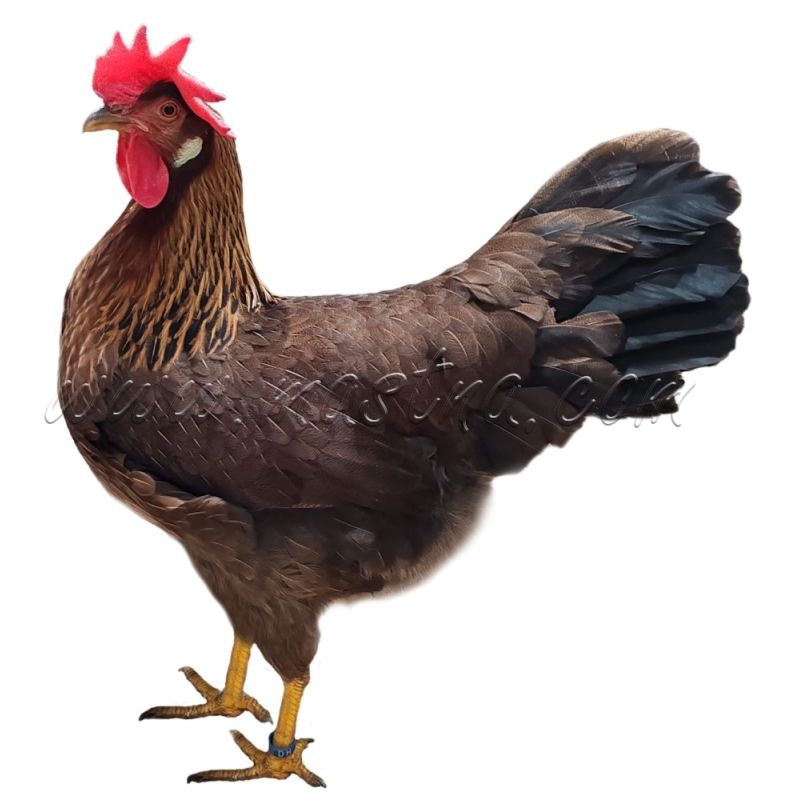 Vlaška koroptví, samolepka drůbež, slepice