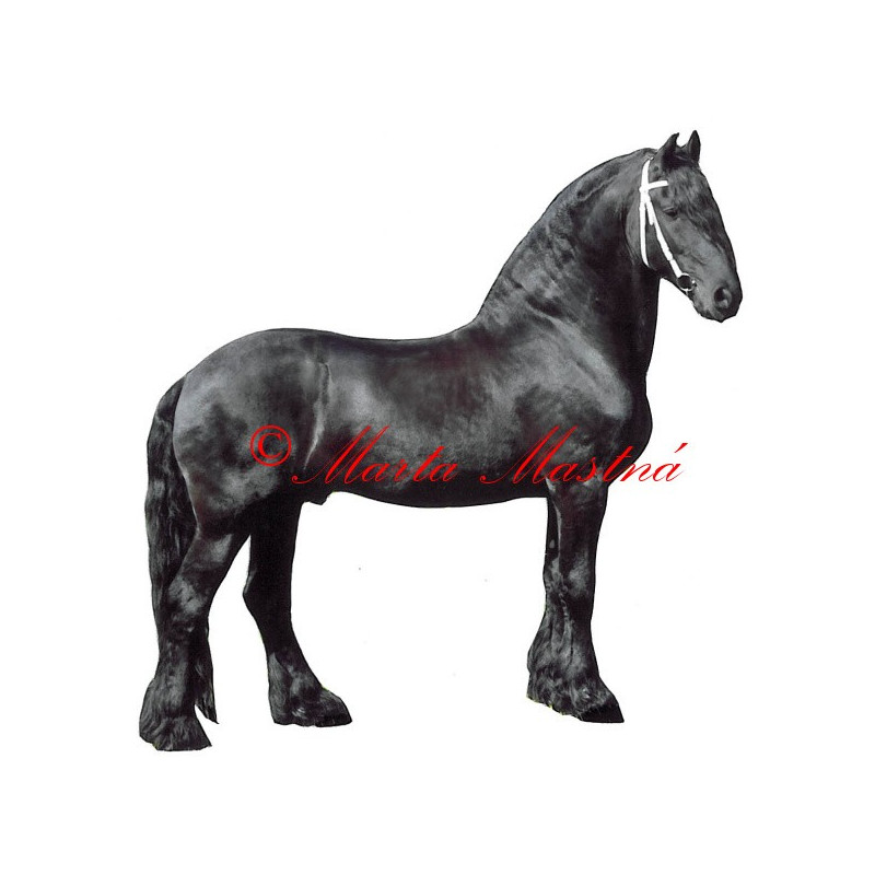 Samolepka kůň  fríský Jelle van Lindenhoff