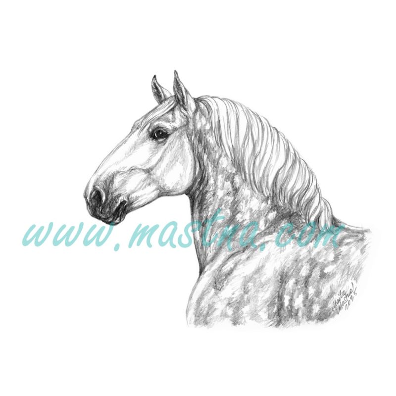 Percheron hlava, samolepka koně C 668