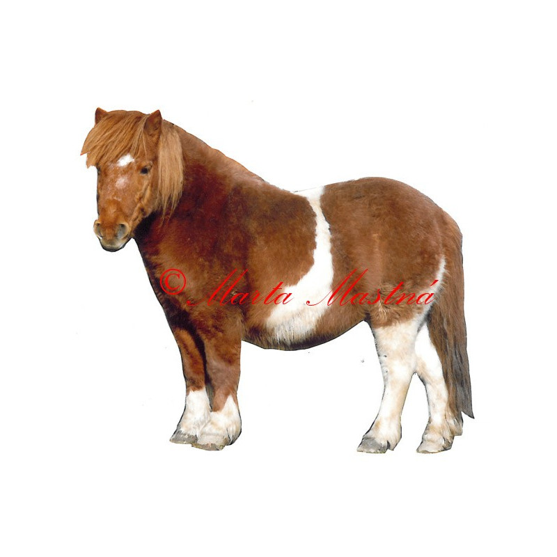 Samolepka kůň shetland pony
