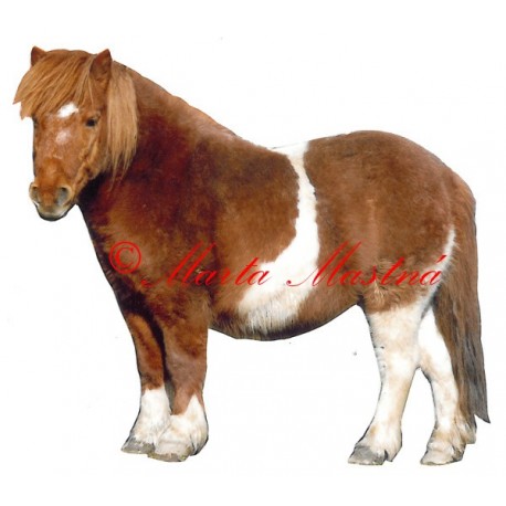 Samolepka kůň shetland pony