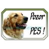 Cedulka zlatý retrívr, golden profil 2