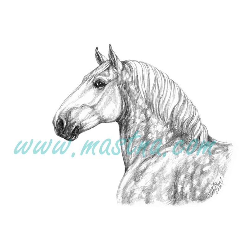 Percheron, kůň, chladnokrevník, obraz tužka - tisk 2