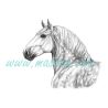 Percheron, kůň, chladnokrevník, obraz tužka - tisk 2