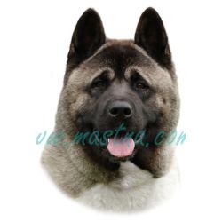 Samolepka americká akita 267